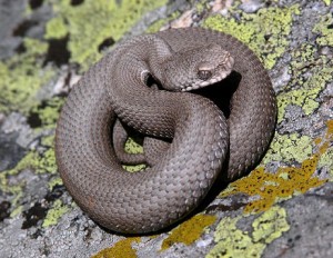 morso vipera