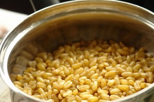 Kamut®, i segreti del grano khorasan grano kamut 300x199 Kamut®, i segreti del grano khorasan
