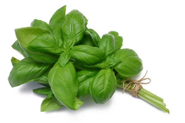basilico basilico 600x400 Il basilico: buono e terapeutico