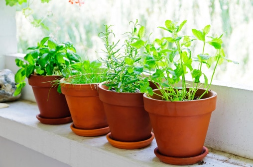 Le erbe aromatiche da coltivare in vaso sul balcone Basilico coltivazione in vaso