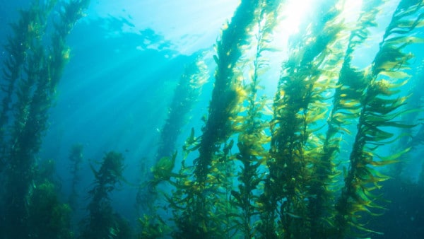 alga kelp