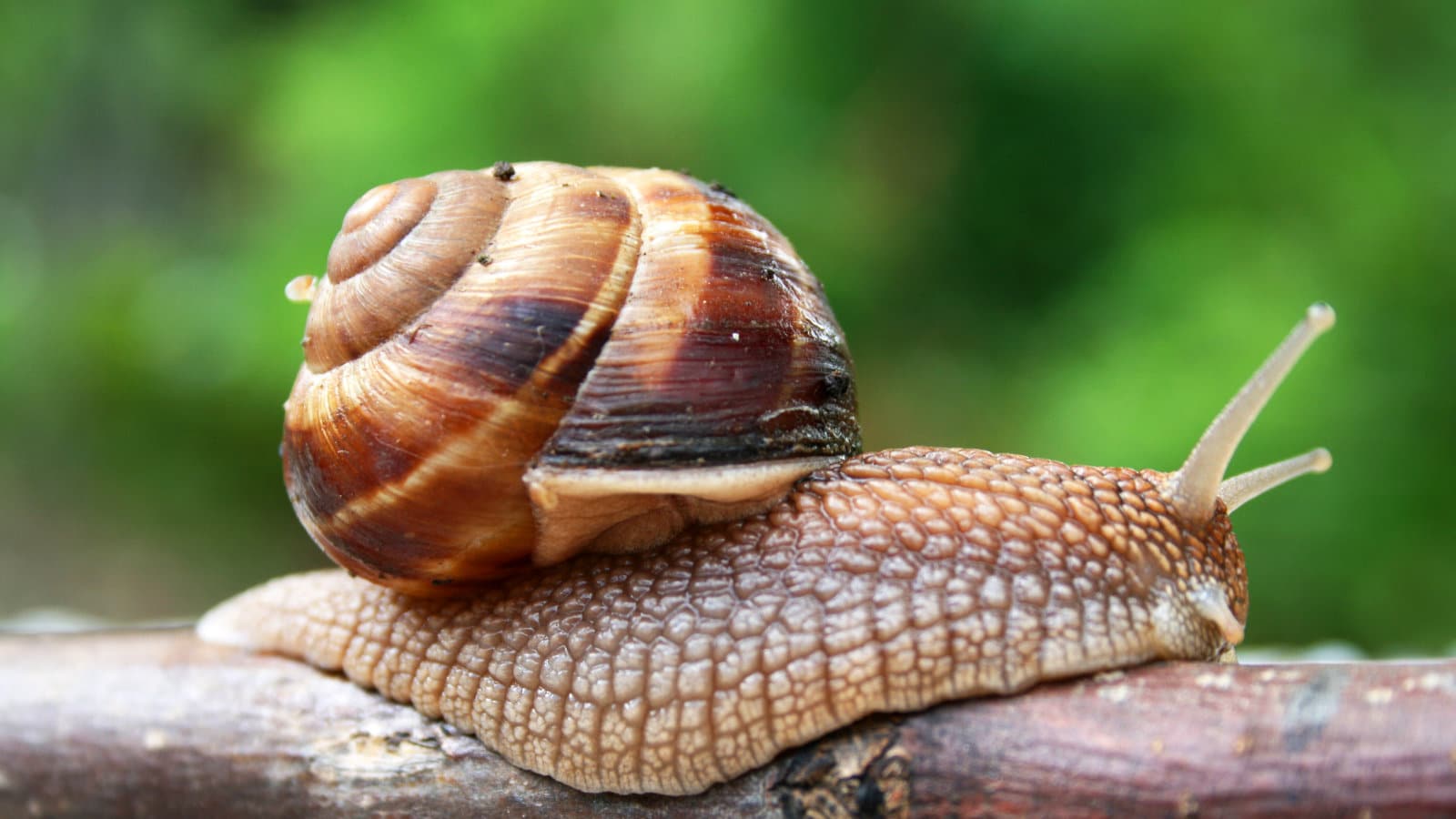 Maschera per capelli con cacao senza uovo