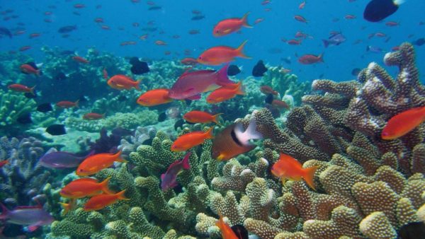 caraibi barriera corallina