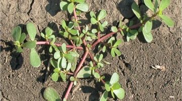 portulaca