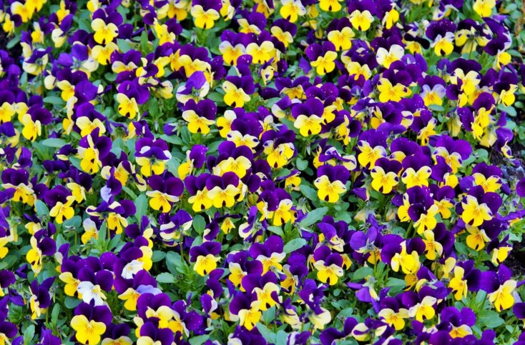 fiore viola