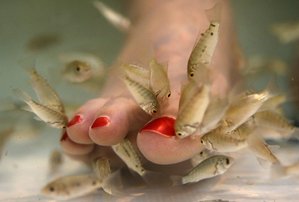 Fish Pedicure Garra Rufa