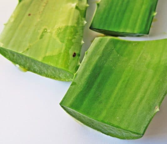 aloe vera