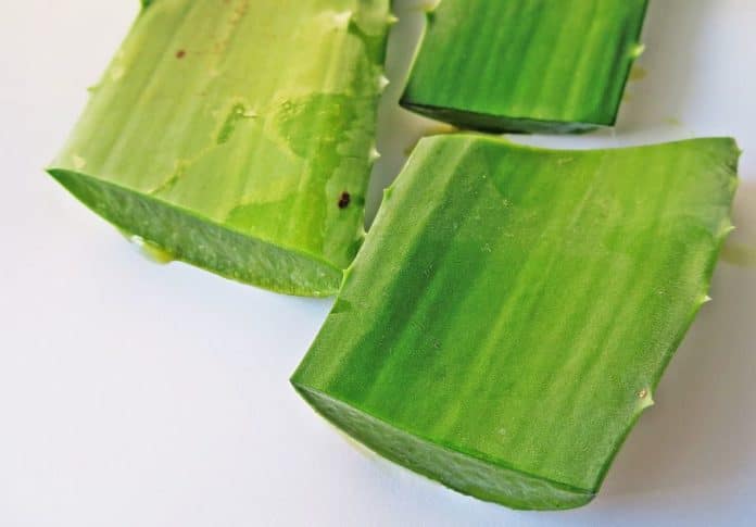 aloe vera