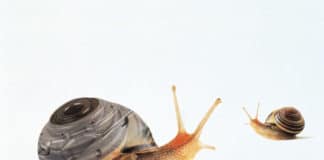 lumaca elicina