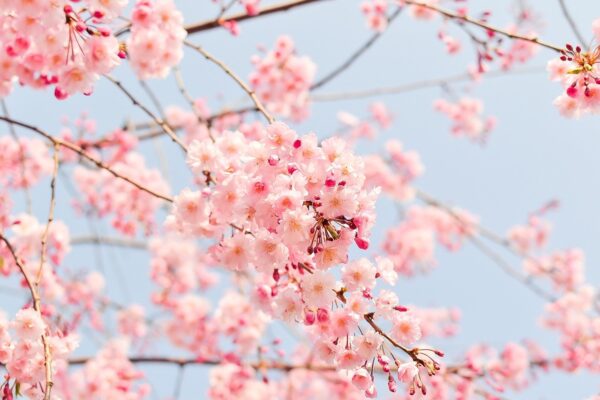 fiori di ciliegio primavera