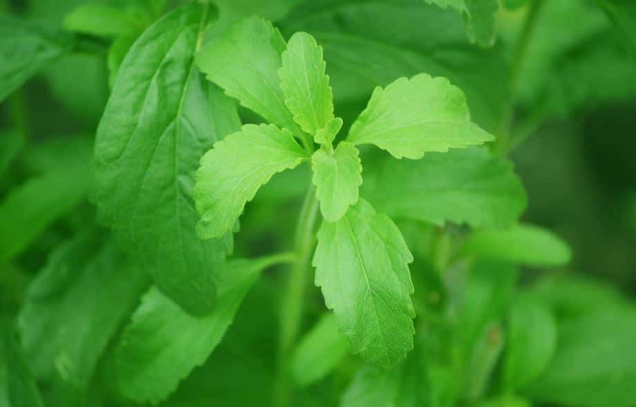 stevia