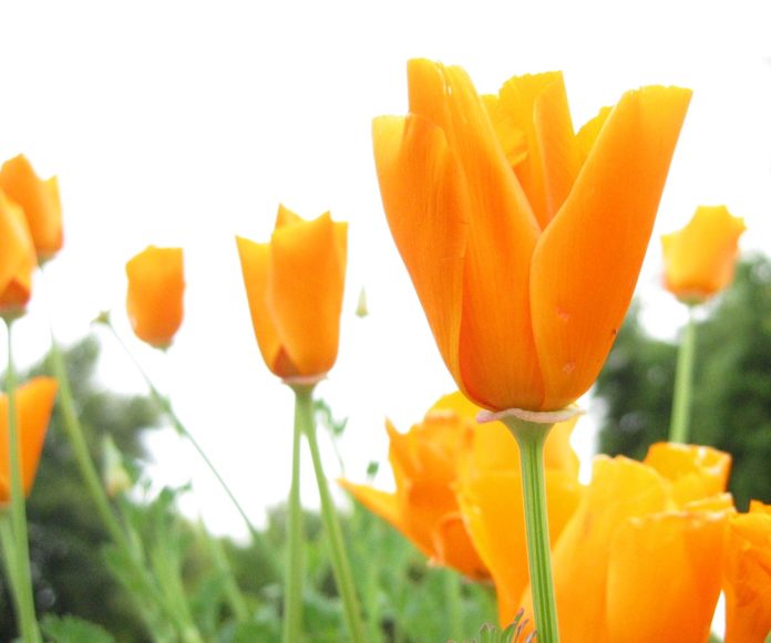 fiori