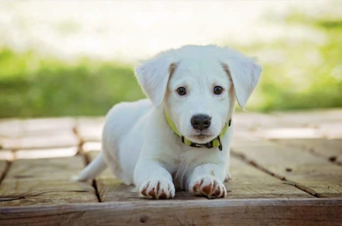 cagnolino cagnolino