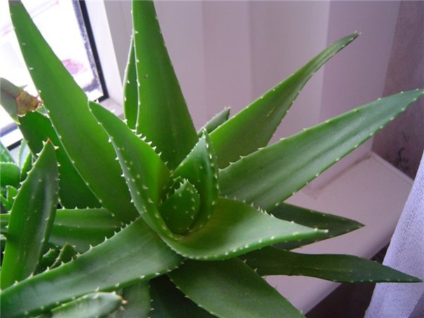 piante che purificano