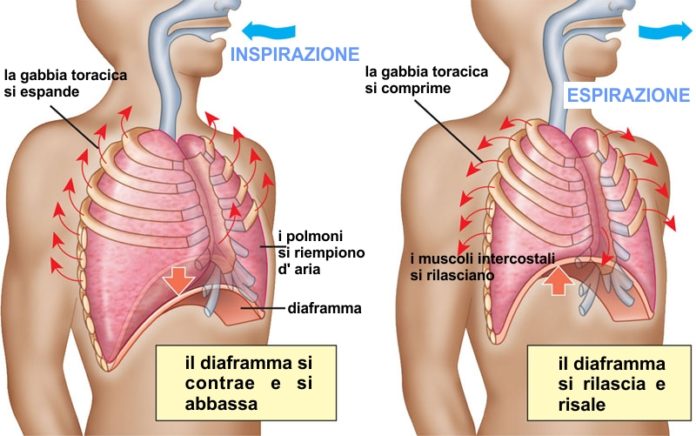 respirazione diaframmatica