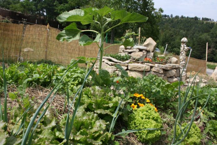 Orto sinergico agricoltura sinergica