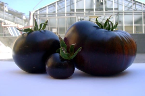 pomodoro nero sun-black