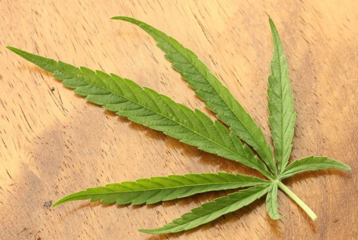 cannabis uso terapeutico