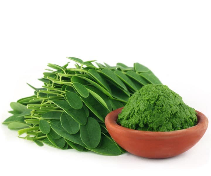 moringa oleifera