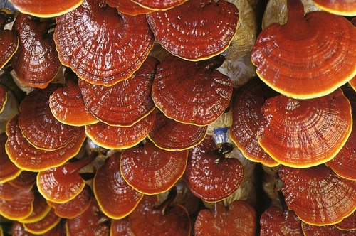 fungo ganoderma