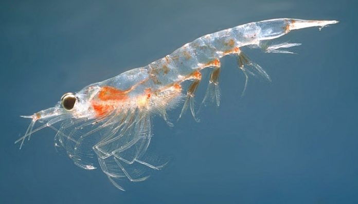 olio di krill olio di krill