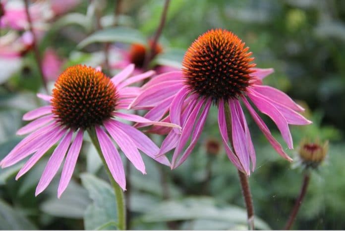 echinacea