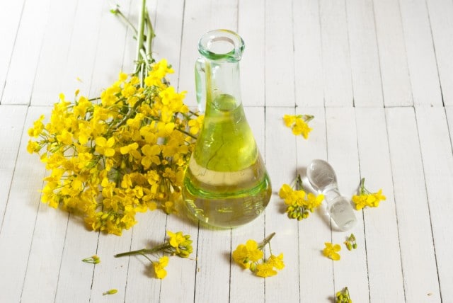 olio di colza canola