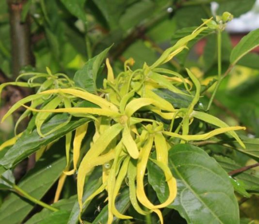 olio essenziale di Ylang Ylang