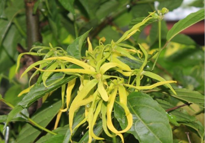 olio essenziale di Ylang Ylang olio essenziale di Ylang Ylang