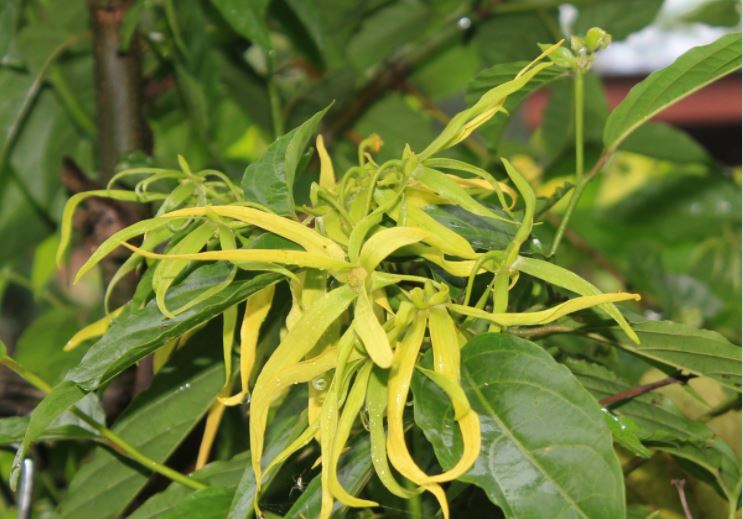 olio essenziale di Ylang Ylang