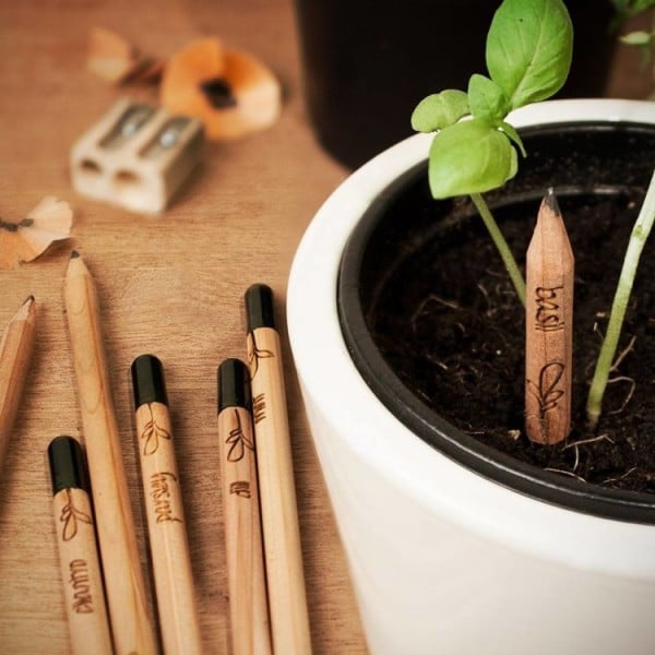 sprout matita pianta