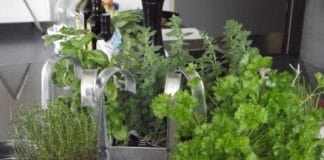 conservare erbe aromatiche