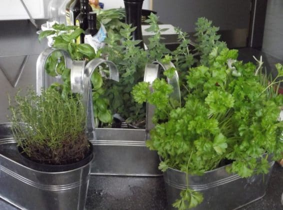 Come conservare le erbe aromatiche - Vivo di Benessere