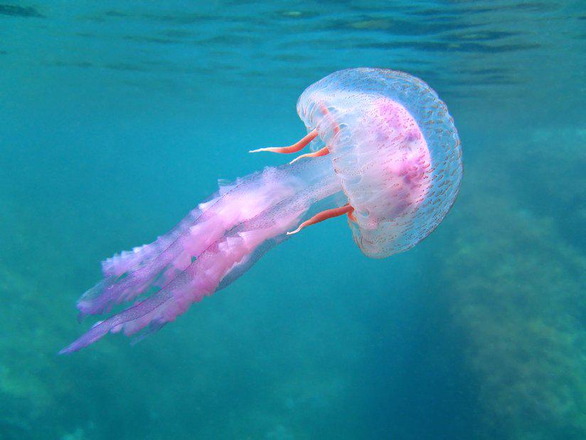 puntura morso medusa rimedipuntura morso medusa rimedi
