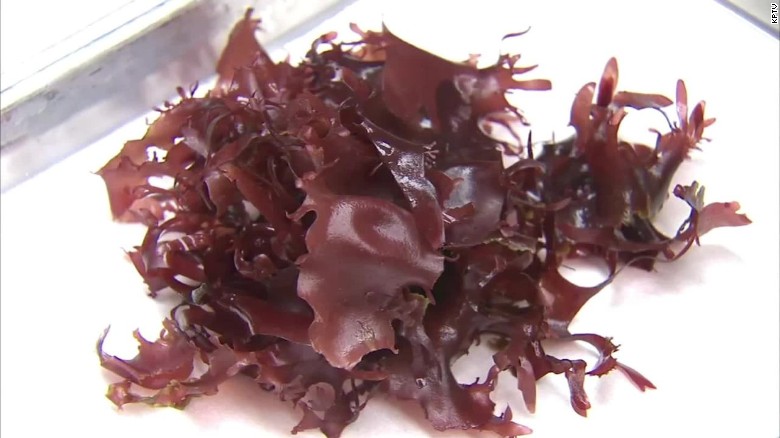 alga rossa al bacon darsu palmata