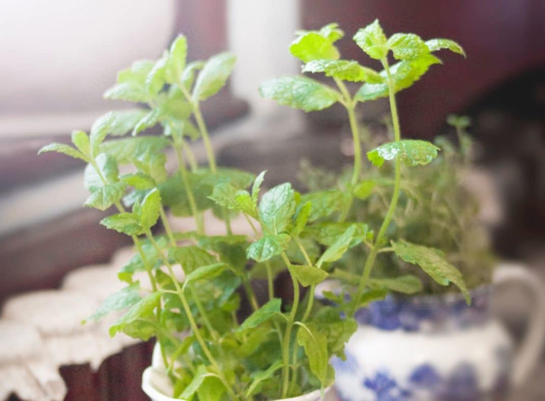 menta
