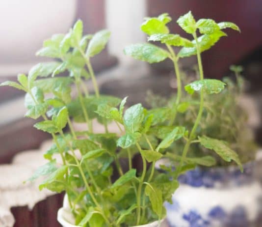 menta