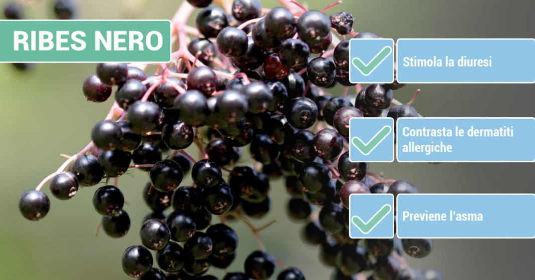 benefici-RIBES-NERO