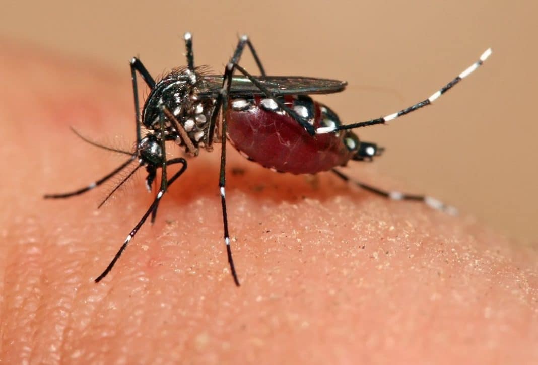 zanzara zika