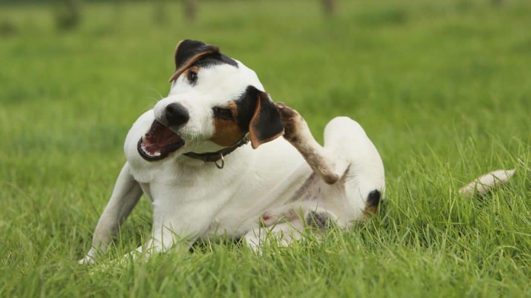 cane