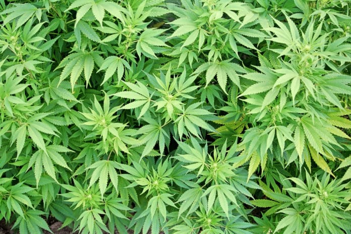 cannabis