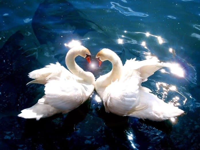 cigno amore cigno amore