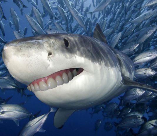 denti squalo