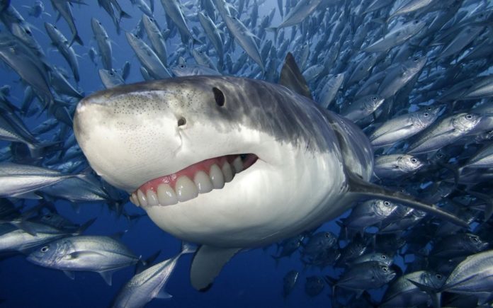 denti squalo
