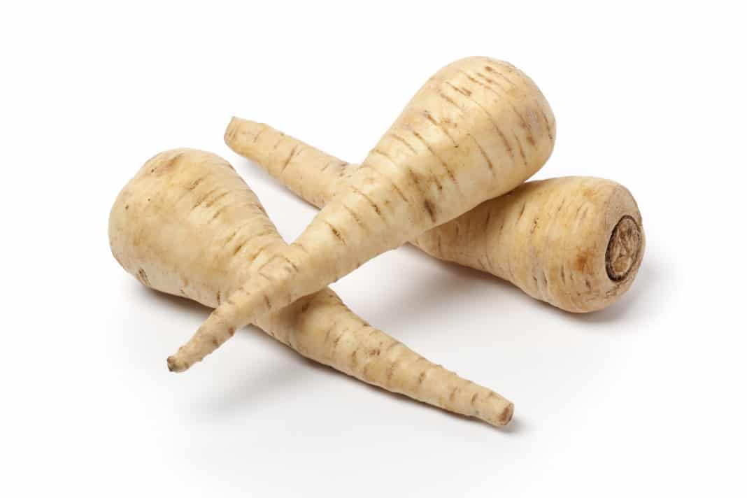 pastinaca