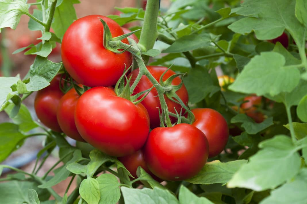 pomodoro