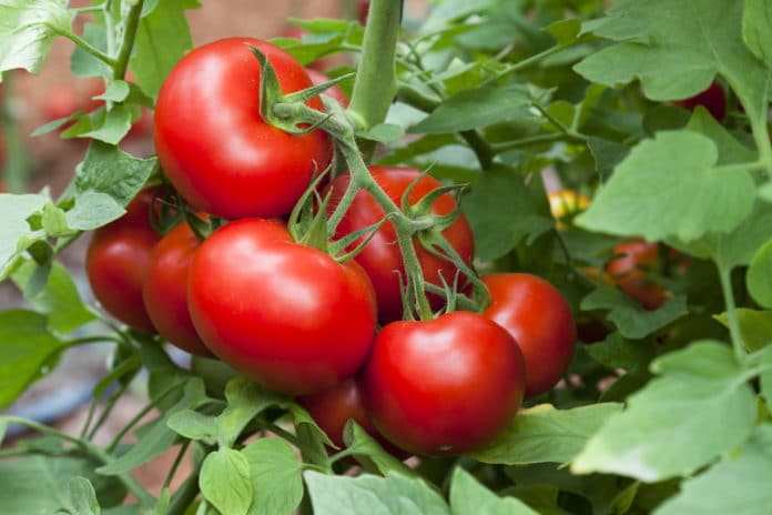 pomodoro pomodoro