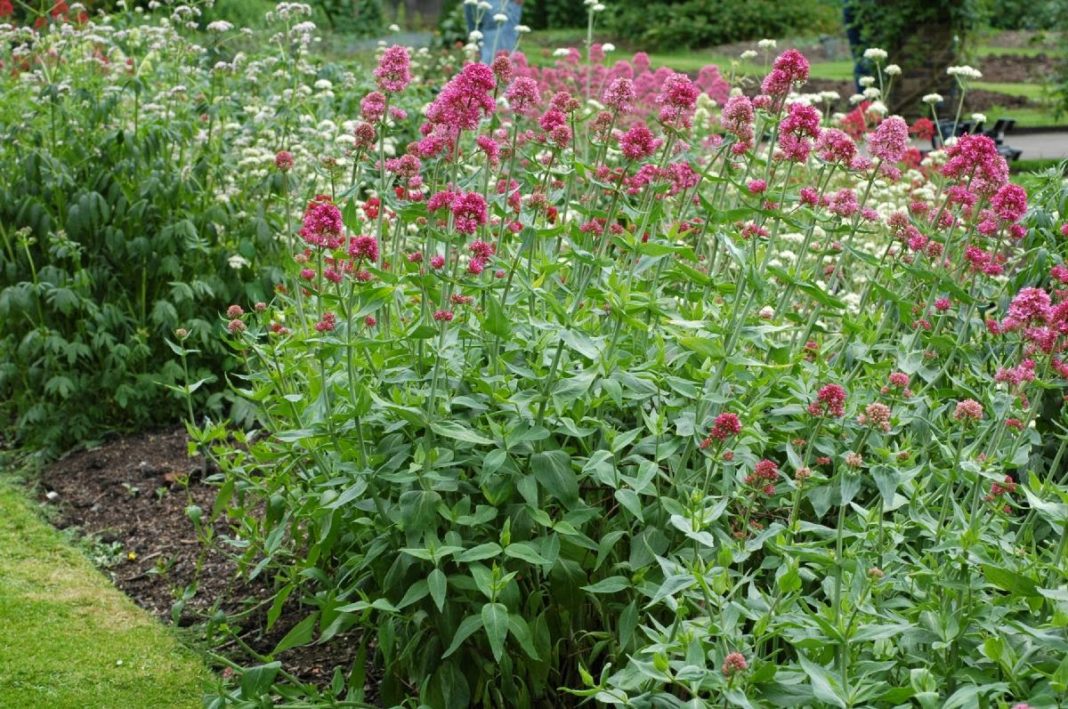 valeriana
