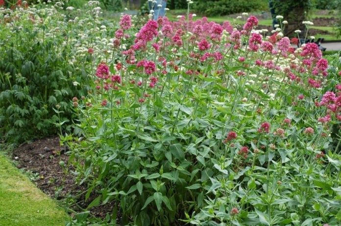 valeriana valeriana