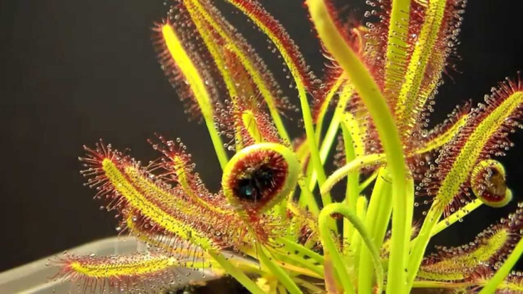drosera